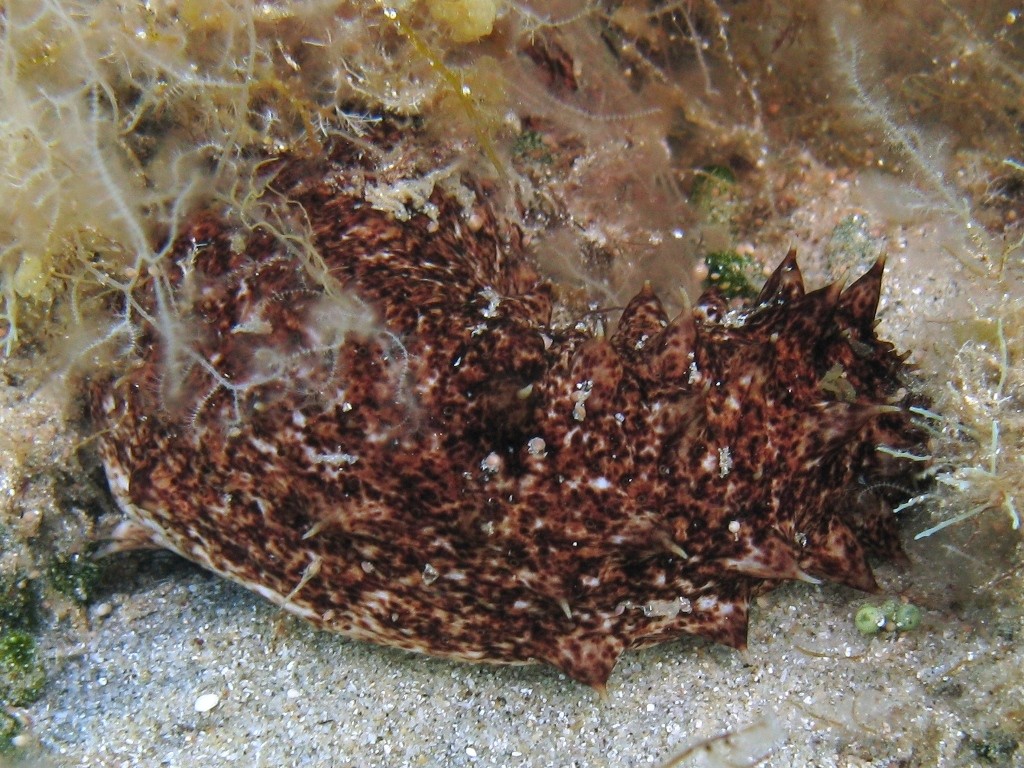 Holothuria tubulosa (Gmelin, 1788)